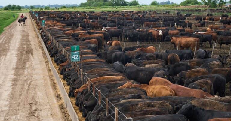 Feedlot: la rentabilidad se construye tranqueras adentro