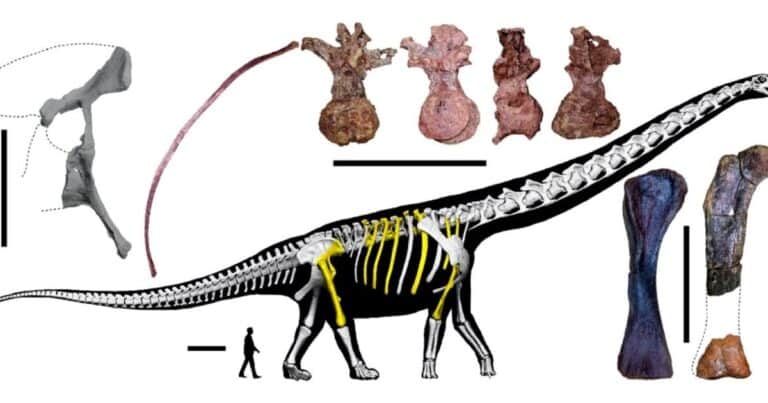 Descubren los restos de «El último Titán», el dinosaurio más grande del sudeste asiático: 30 metros de largo y 27 toneladas