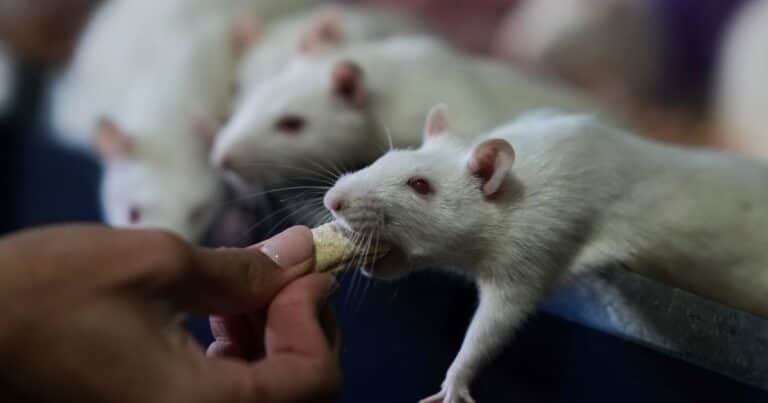 Team Ratas, la organización argentina que busca hogares para roedores de laboratorio