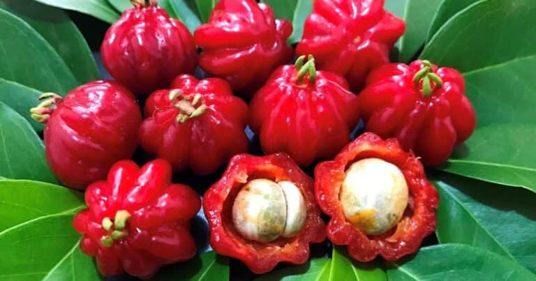 La fruta brasileña que crece en Jujuy y sorprende por sus beneficios para la salud