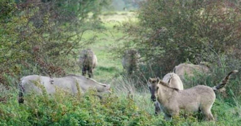 De santuario de animales a matadero: el escándalo que cambió a una reserva holandesa y transformó las estrategias de conservación