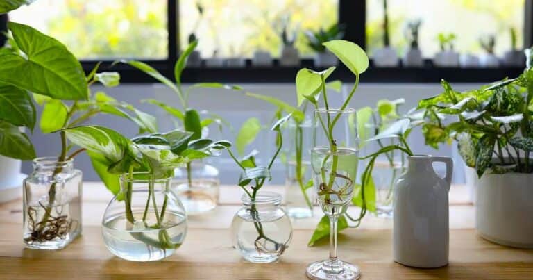 Las 3 plantas de interior que pueden crecer en agua y requieren menos cuidados