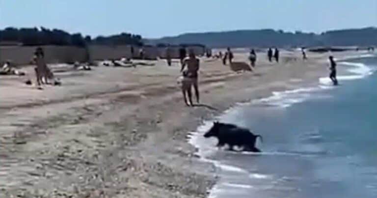 Video: un jabalí sale nadando del mar y se desata el pánico en una playa