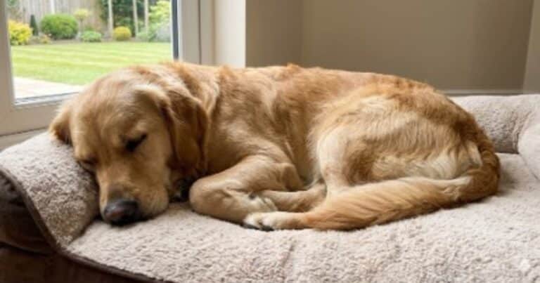 Duerme todo el día: cuándo es normal en tu perro y cuándo es señal de alerta