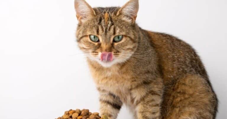 Fin de un misterio: descubren por qué los gatos dejan de comer repentinamente