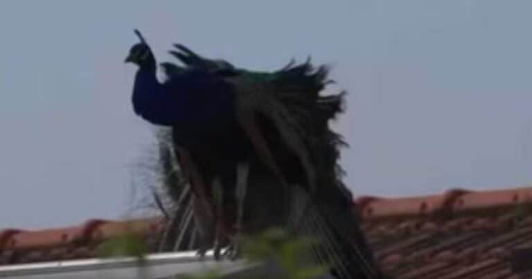 Un pueblo de Italia fue invadido por pavos reales: duermen en los tejados y despiertan a todos con sus gritos