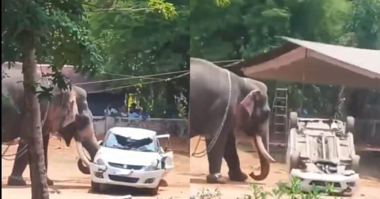 Un elefante se liberó de sus cadenas, provocó destrozos y mató a un hombre en un templo hindú