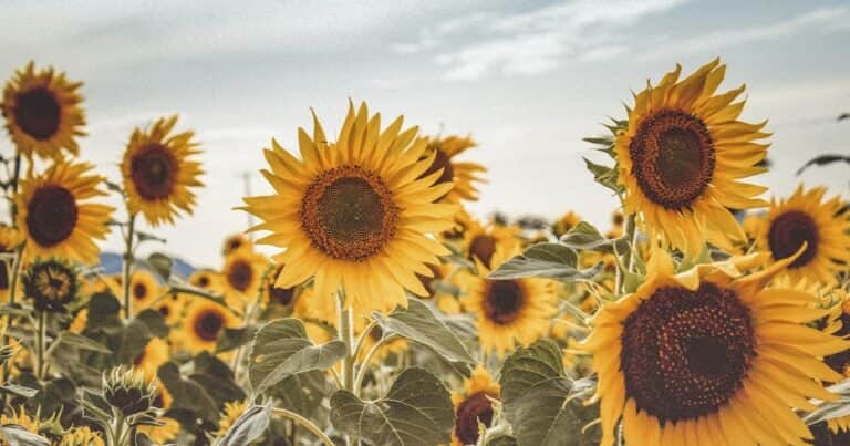 Girasol: cosecha récord, auge exportador y presión sobre la logística de la cadena