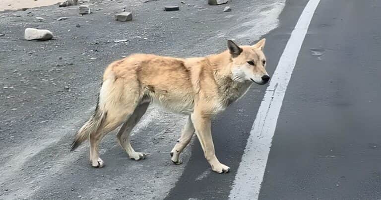 El nuevo animal híbrido que genera preocupación por ser una amenaza para las personas: “No temen a los humanos”