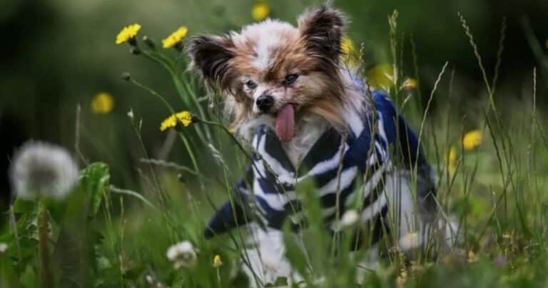 Murió Lazare, el perro francés de 30 años considerado «el más viejo del mundo»