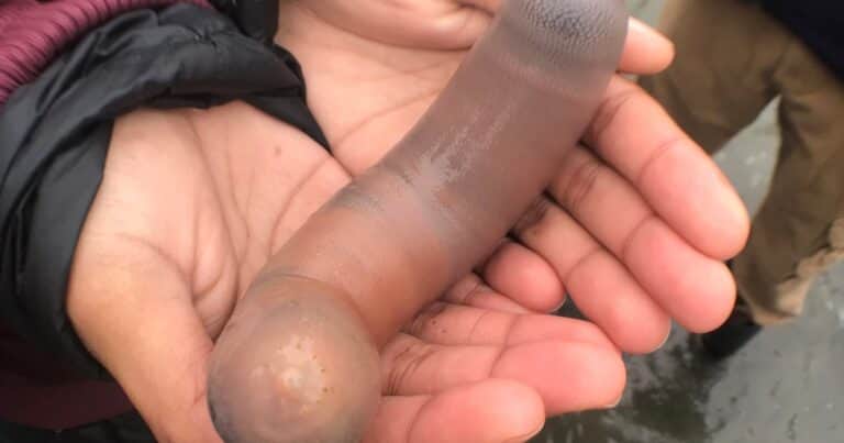 Los llaman «peces pene” pero en realidad son gusanos submarinos: aparecieron en la costa de Chubut y se comen en China