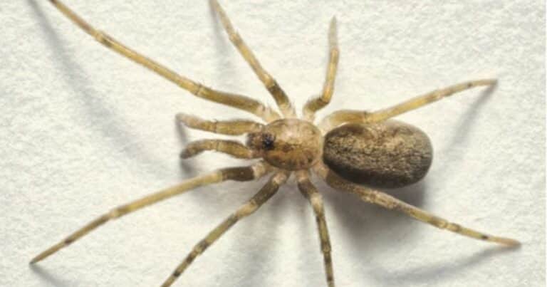 Descubrieron una especie de araña que vive en las paredes y se la dedican a Pink Floyd