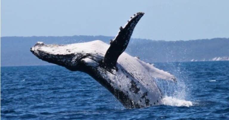 La excepcional travesía de dos ballenas que asombra al mundo: de Brasil a Australia