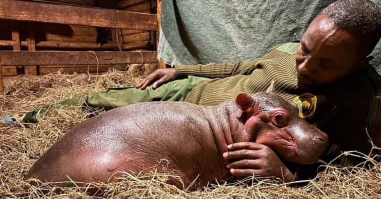 La historia de Bumpy, el hipopótamo bebé que quedó huérfano: su madre murió protegiéndolo en una pelea