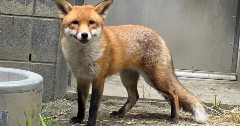 Basil, el zorro rojo que viajó como polizón de Inglaterra a Estados Unidos