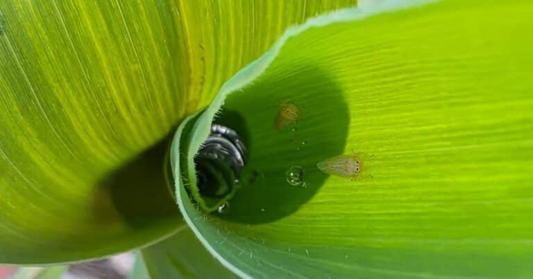 Una temible plaga del maíz avanza sobre el centro del área agrícola del país: piden intensificar monitoreos y eliminar el cultivo “guacho”