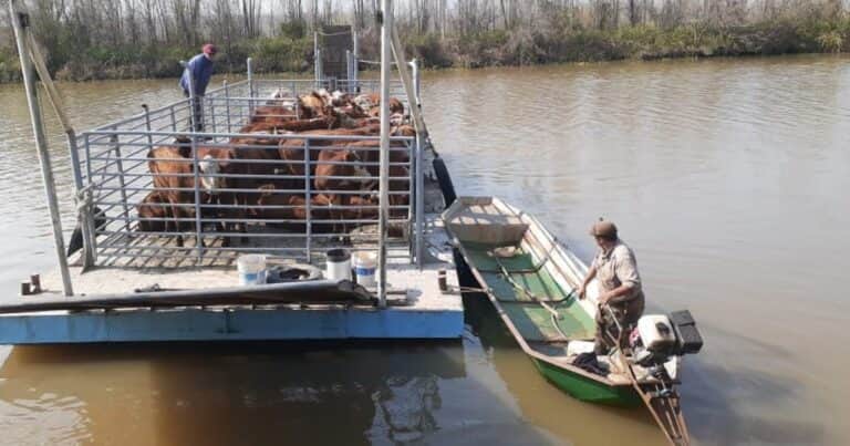 «Tierra de nadie»: en un municipio bonaerense denunciaron desde la desaparición de 700 cabezas de ganado hasta el robo número 15 a un productor
