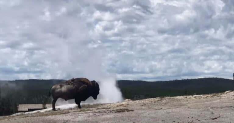 Filmaron a un bisonte descansando junto a un géiser en erupción
