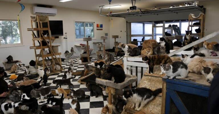 Rescataron a más de 400 animales de un santuario: estaban desnutridos, heridos y enfermos
