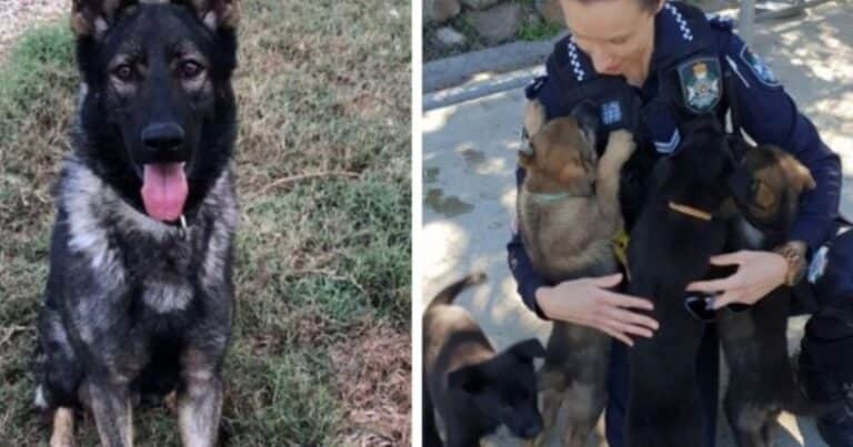 Ozzie, el perro que fue expulsado de la Policía por ser «demasiado blando»