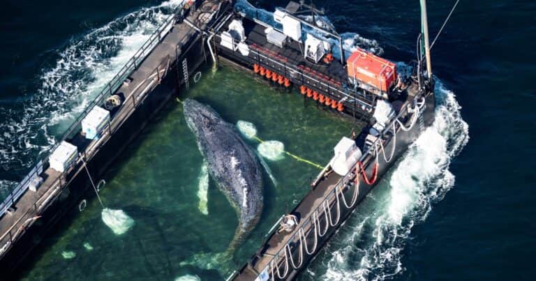 La ballena jorobada «Timmy» ya está en libertad: sobrevivió 31 días encallada y ahora nada en el mar del Norte tras un millonario operativo