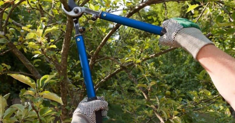 No todos se podan en mayo: los árboles frutales que sí conviene cortar, según jardineros