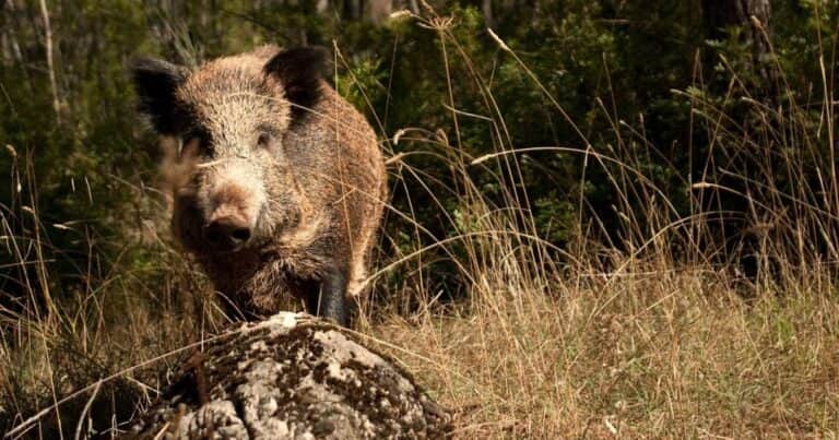 “Planes de gestión conjuntos”: el estudio que explica por qué no alcanza con sacar jabalíes de Berlín y Barcelona