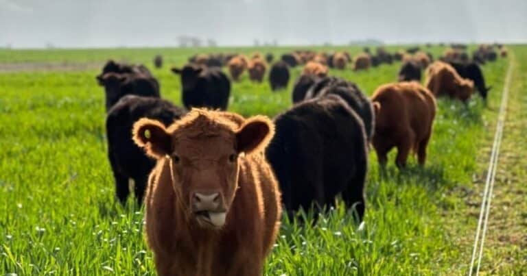 La carne es fuerte: hoy se necesita hasta la mitad de kilos de ternero para comprar los mismos insumos
