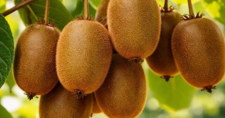 No estás aprovechando bien el kiwi: el error común que reduce sus beneficios nutricionales