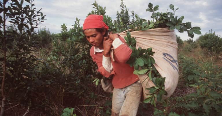 Mercado interno y exportaciones: cayeron los despachos de yerba mate en lo que va del año