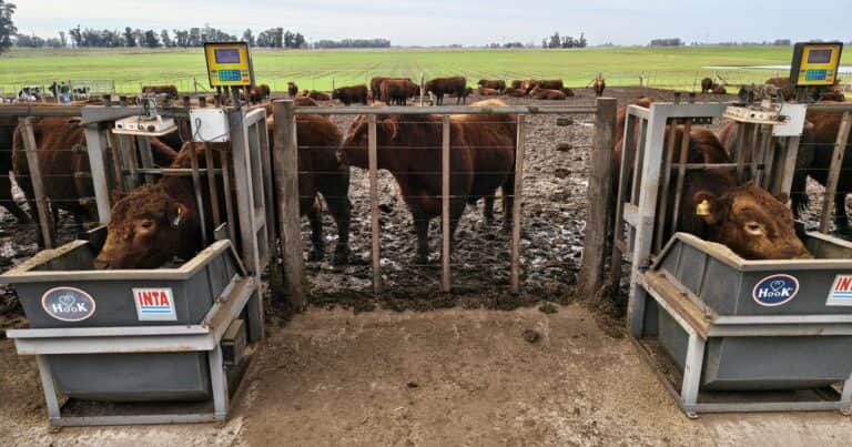 Más kilos por animal: el cambio que impulsa la nueva ganadería argentina