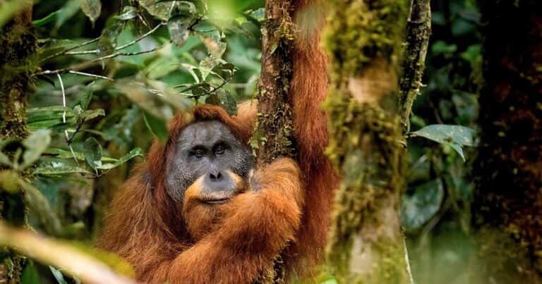 Tragedia en Sumatra: un temporal aniquiló el 10% de los simios más raros del mundo