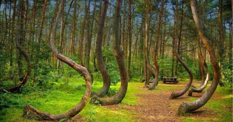 Hoia Baciu, el misterioso lugar donde hay ovnis, desapariciones y fantasmas