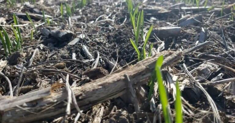 La sanidad del trigo y la cebada arrancó en la pretemporada