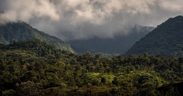 El extraño árbol que varios animales de la selva usan como baño