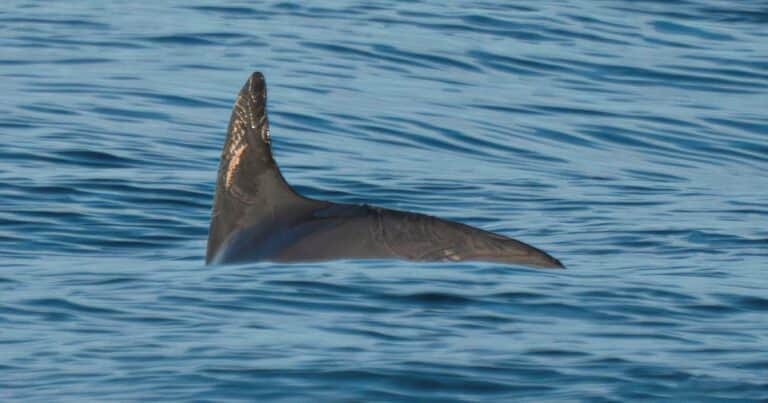 La especie marina que está a punto de la extinción: solo quedan 10 especímenes en el mundo