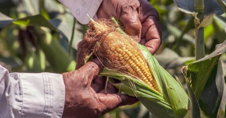 «Estamos a la mitad de lo que el ambiente podría darnos»: las tres claves para duplicar los rindes de maíz