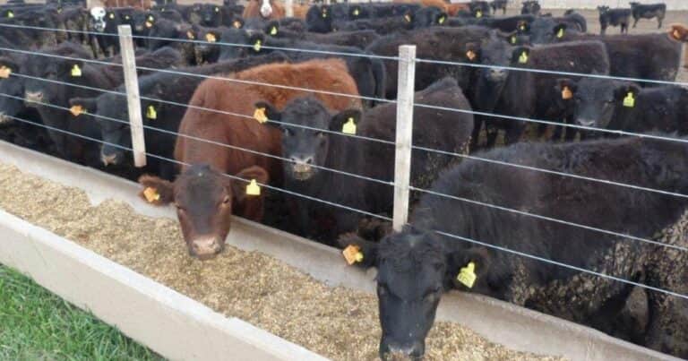 Aumentó la oferta de hacienda y los precios comienzan a corregirse