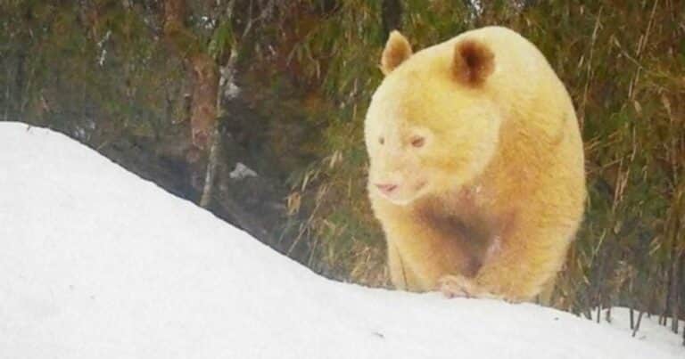 Lograron filmar al único panda albino salvaje del mundo