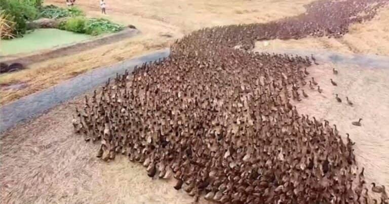 El ejercito de 10.000 patos entrenado para cumplir una tarea estratégica en un arrozal