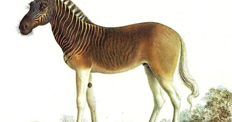 Animales extintos: la cebra marrón que fue cazada hasta su extinción y que los científicos buscan revivir