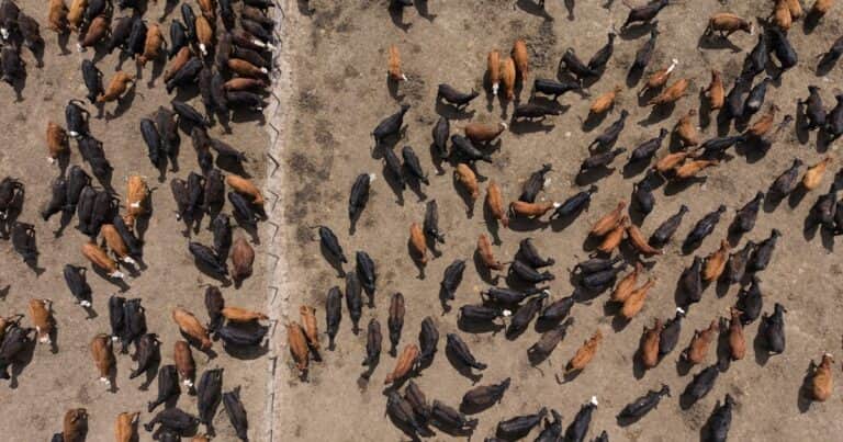 La hacienda encerrada en feedlots alcanzó un volumen histórico: ¿se viene un aluvión de oferta?