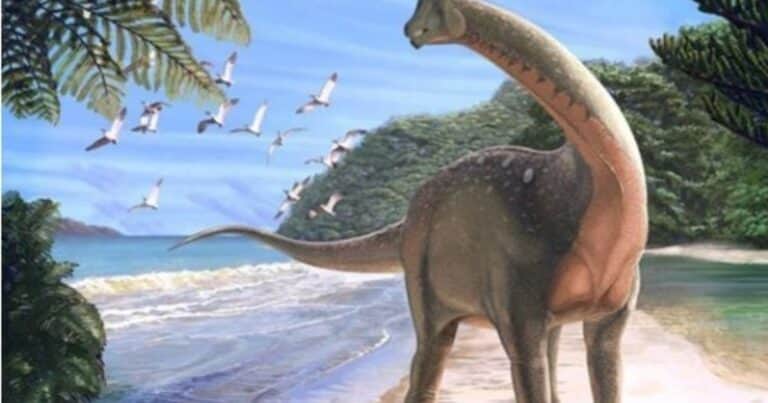 Encontraron perdido en un cajón el primer hueso de dinosaurio de la Antártida