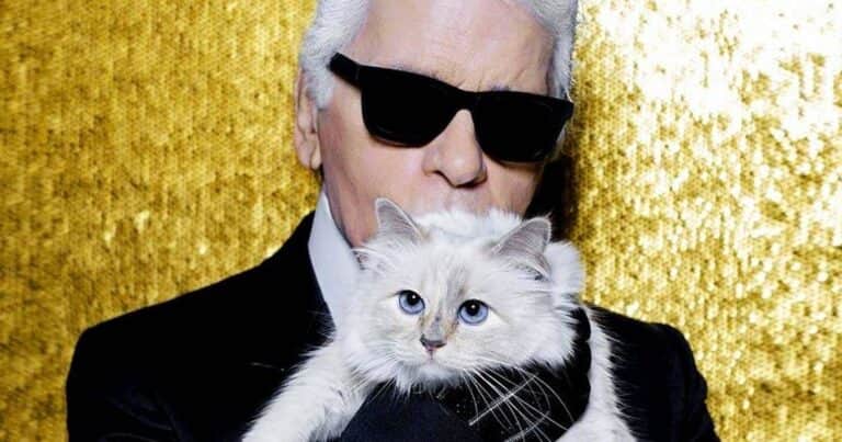 Choupette, la gata de Karl Lagerfeld que heredó U$S 200 millones pero nunca los cobró