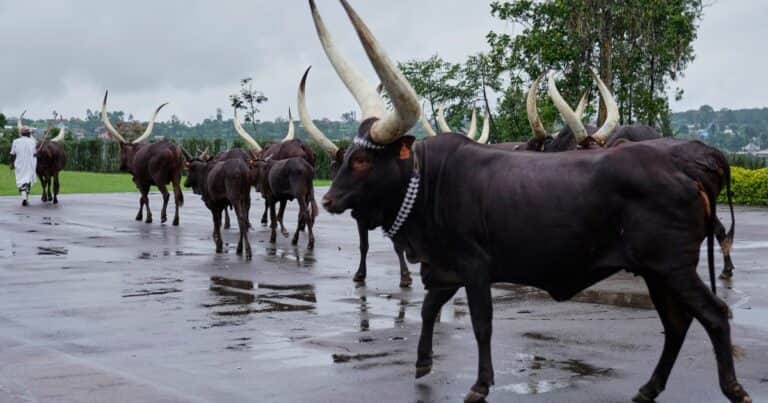 Las reses reales de Ruanda, el rebaño que es tratado como si fueran princesas