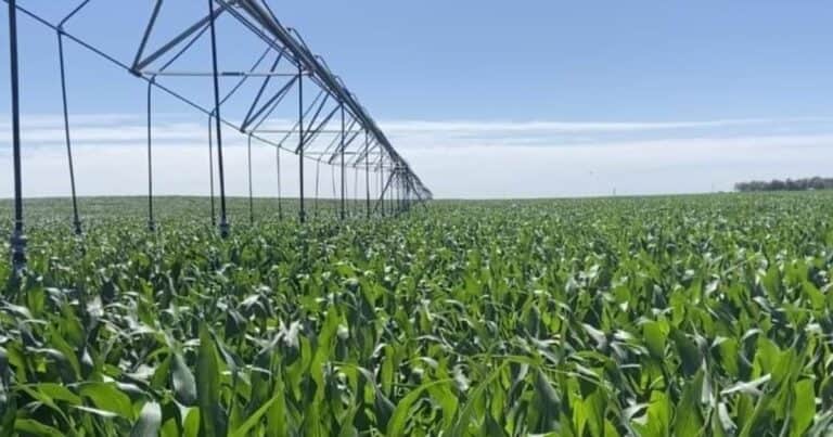El Gobierno oficializó los bienes agropecuarios que ingresan en el RIMI sin necesidad de una inversión mínima