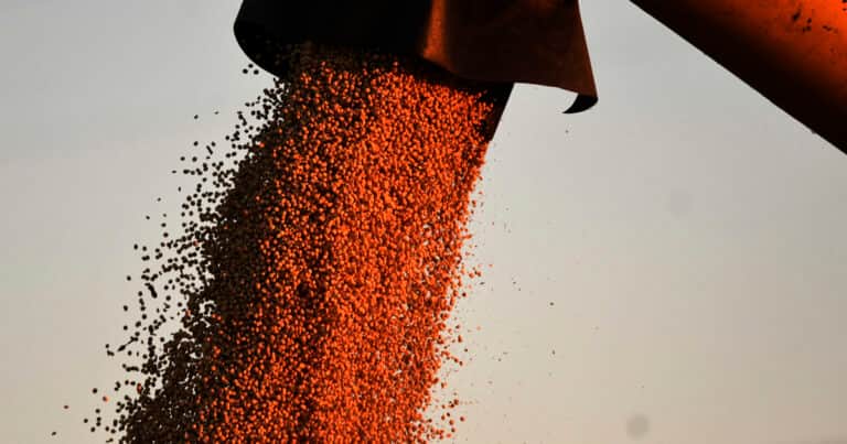 La soja se desplomó, pero el mercado espera una señal clave que podría cambiarlo todo