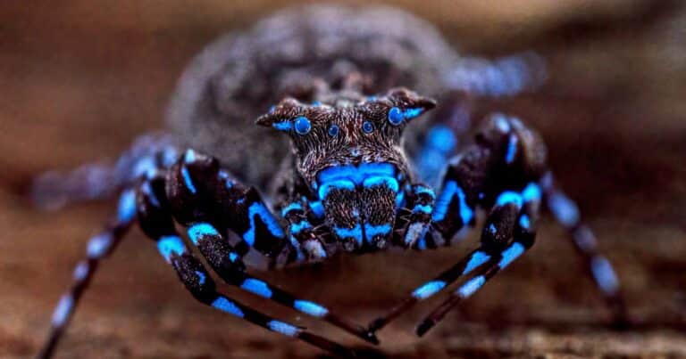 Descubrimiento en el mundo animal: hallaron una araña que brilla de color azul y decenas de otras especies nuevas