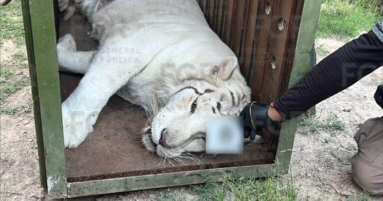 Tigres de Bengala, 32 caballos, ponys, y hasta un burro fueron rescatados de un rancho mexicano: las excentricidades de un capo narco
