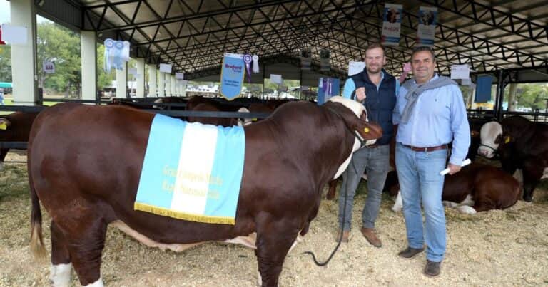 El Amargo volvió a la cima: un toro que resume 35 años de trabajo en Braford